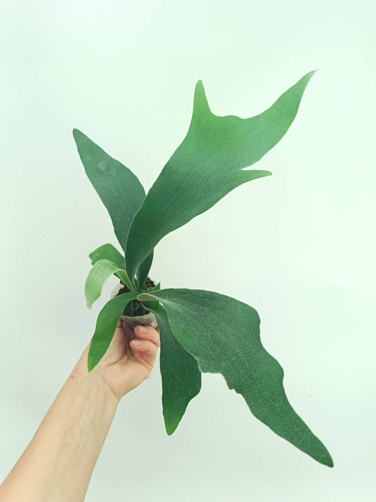 Platycerium SS Foong