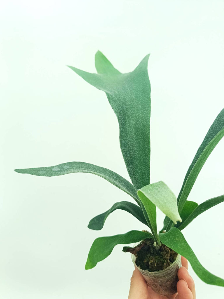 Platycerium SS Foong
