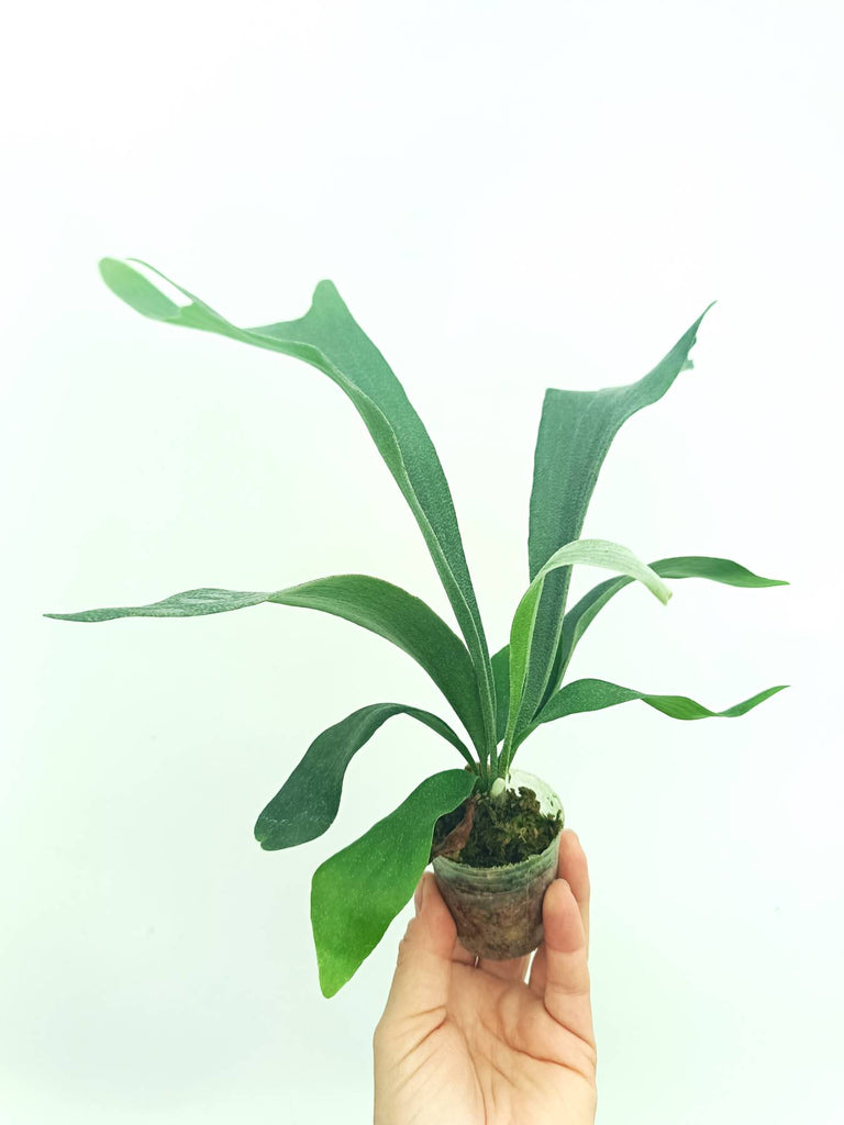 Platycerium SS Foong