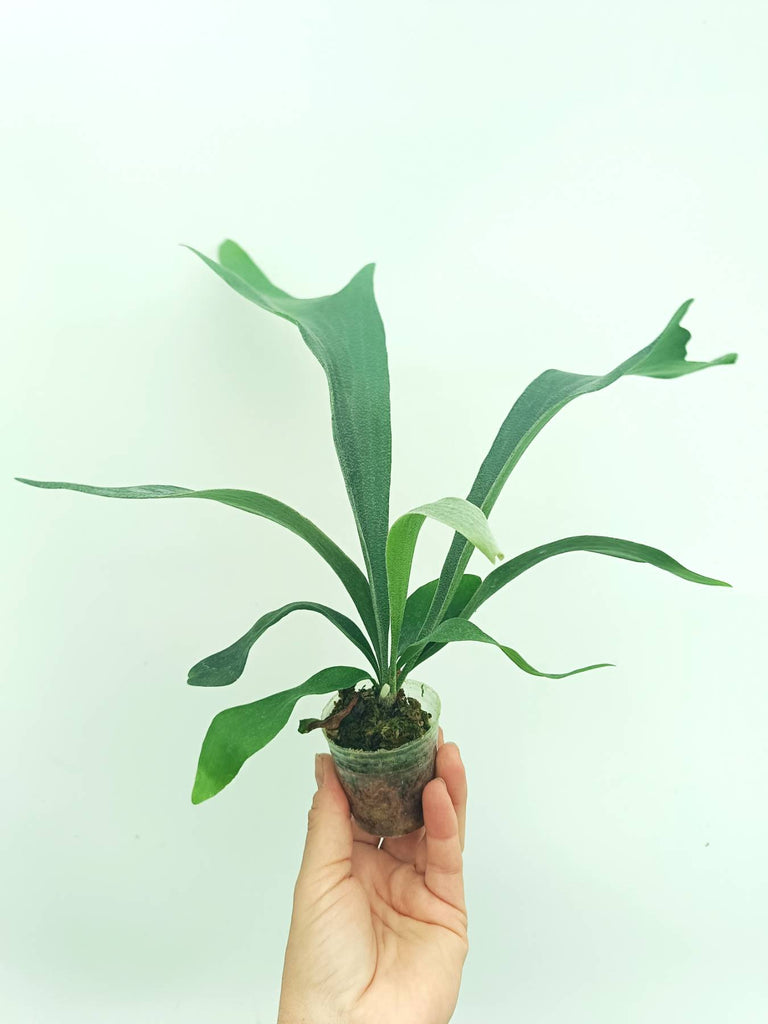 Platycerium SS Foong