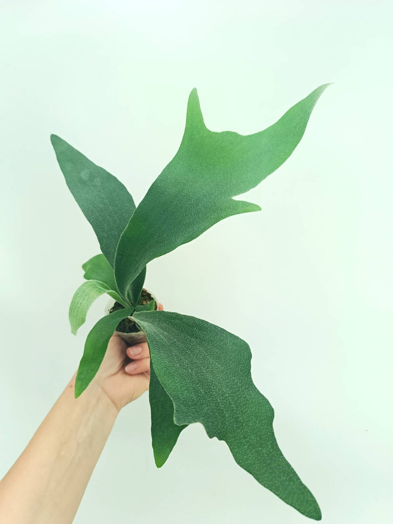 Platycerium SS Foong