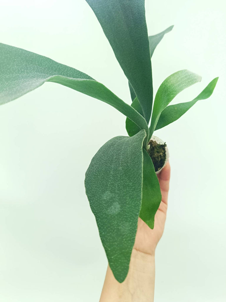 Platycerium SS Foong