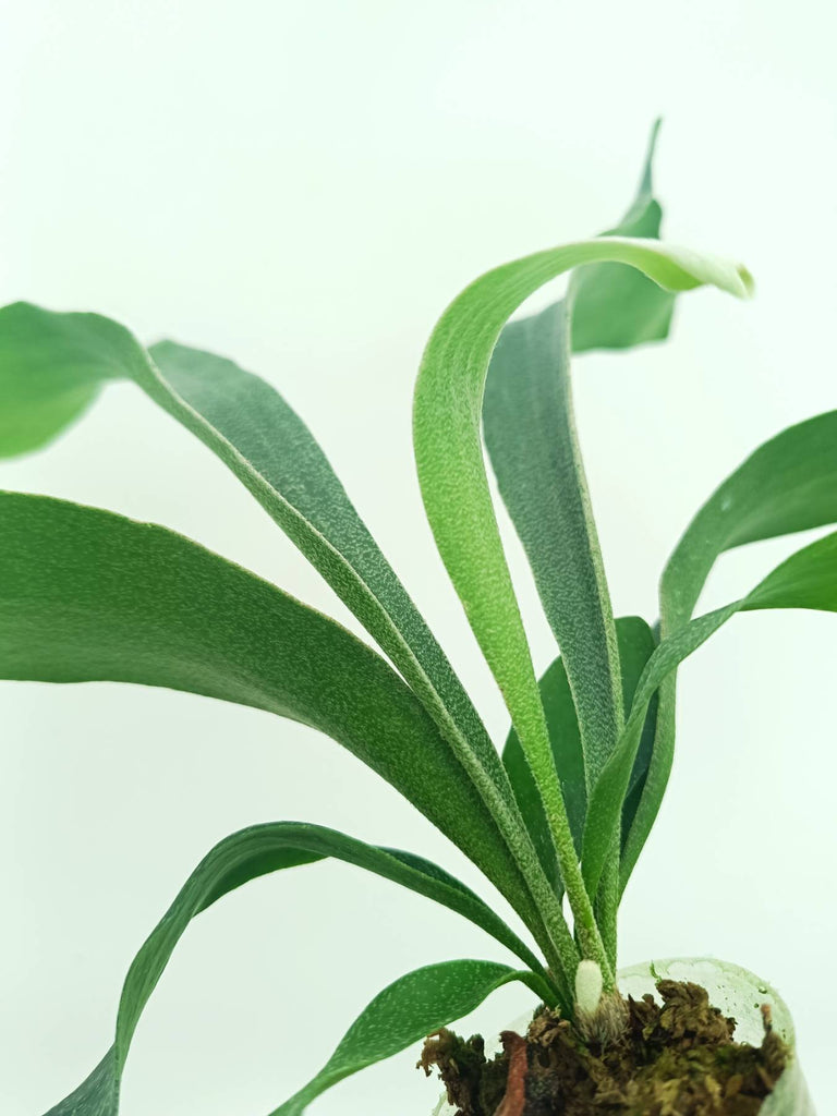 Platycerium SS Foong