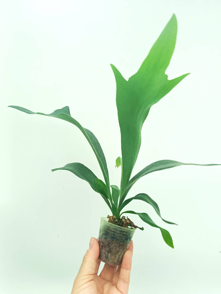 Platycerium SS Foong