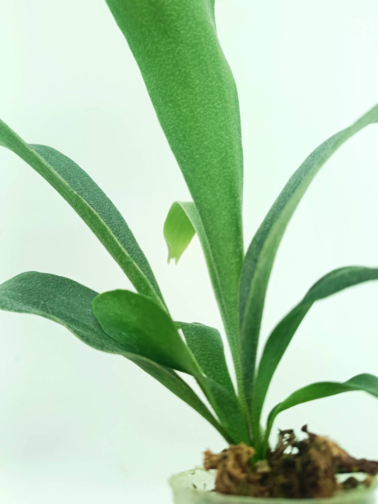 Platycerium SS Foong