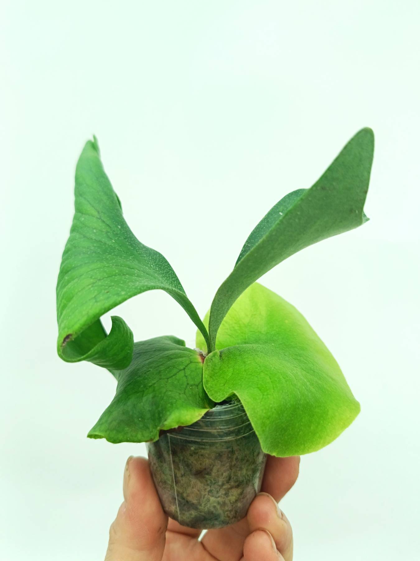 Platycerium alcicorne Africa | Welovetropicalplants