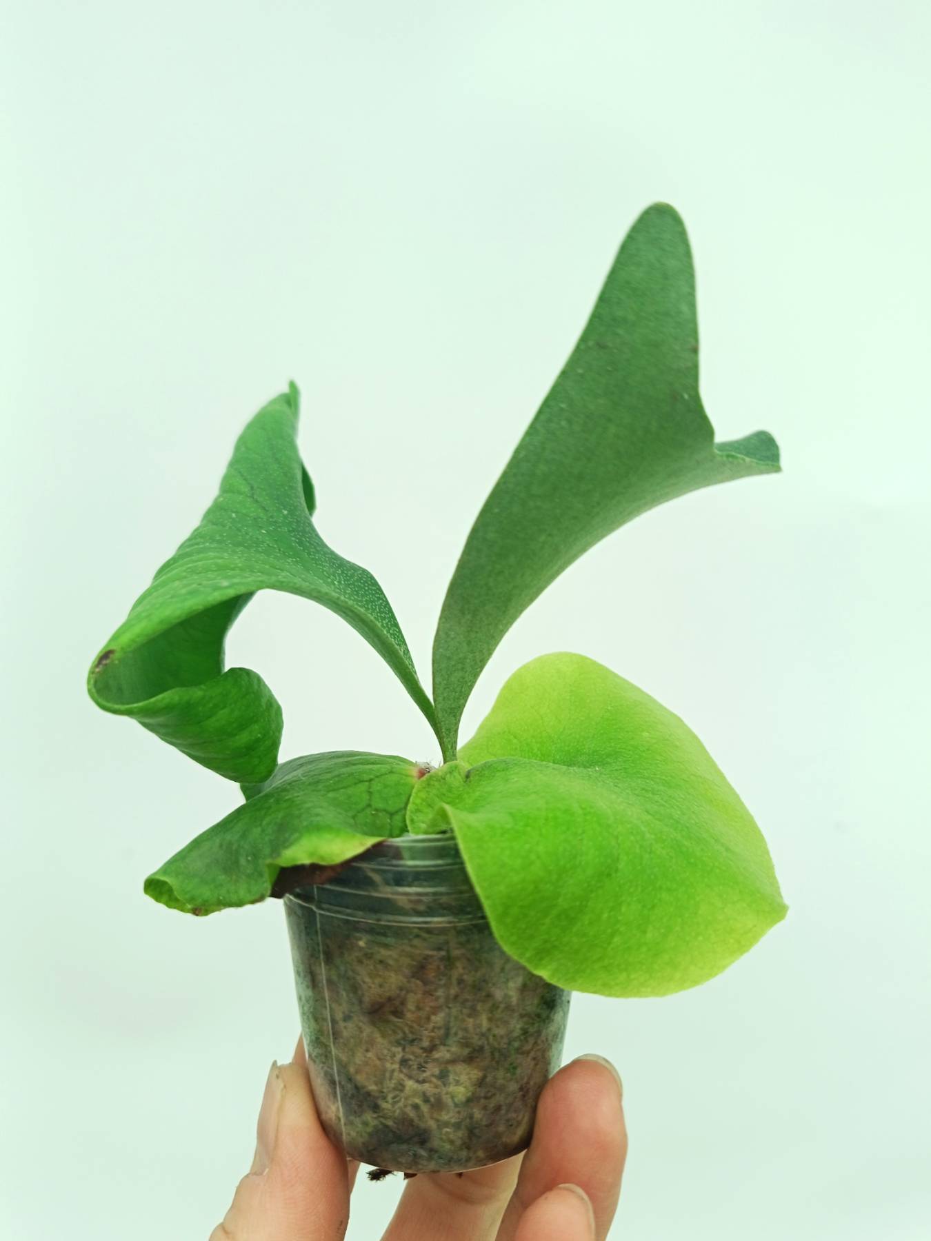 P. alcicorne Madagascar × Africa Platycerium alcicorne 