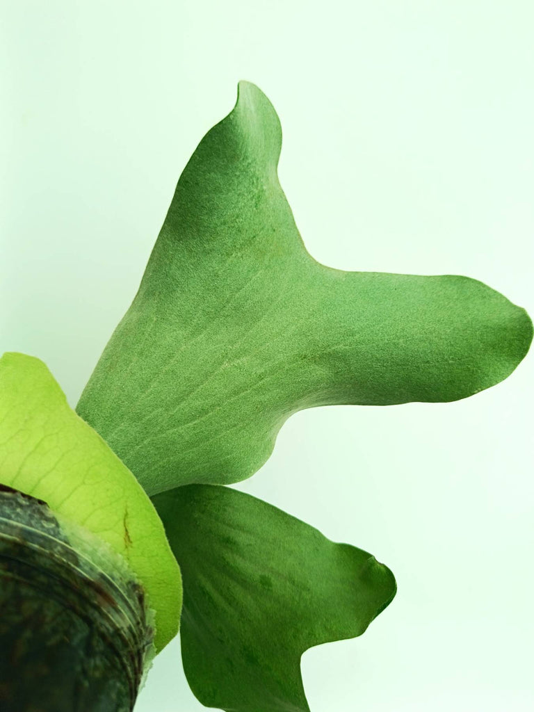 Platycerium elephantotis x alcicorne