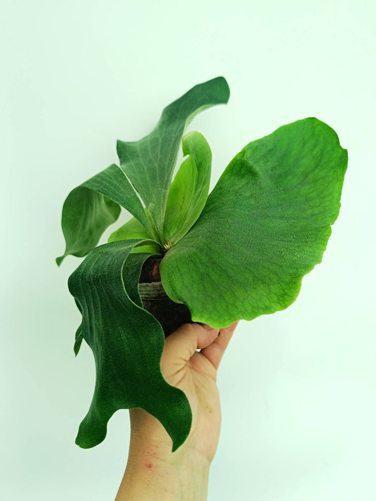 Platycerium elephantotis x alcicorne
