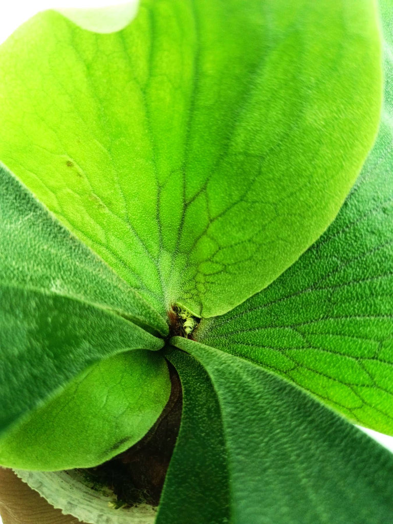 Platycerium elephantotis x alcicorne