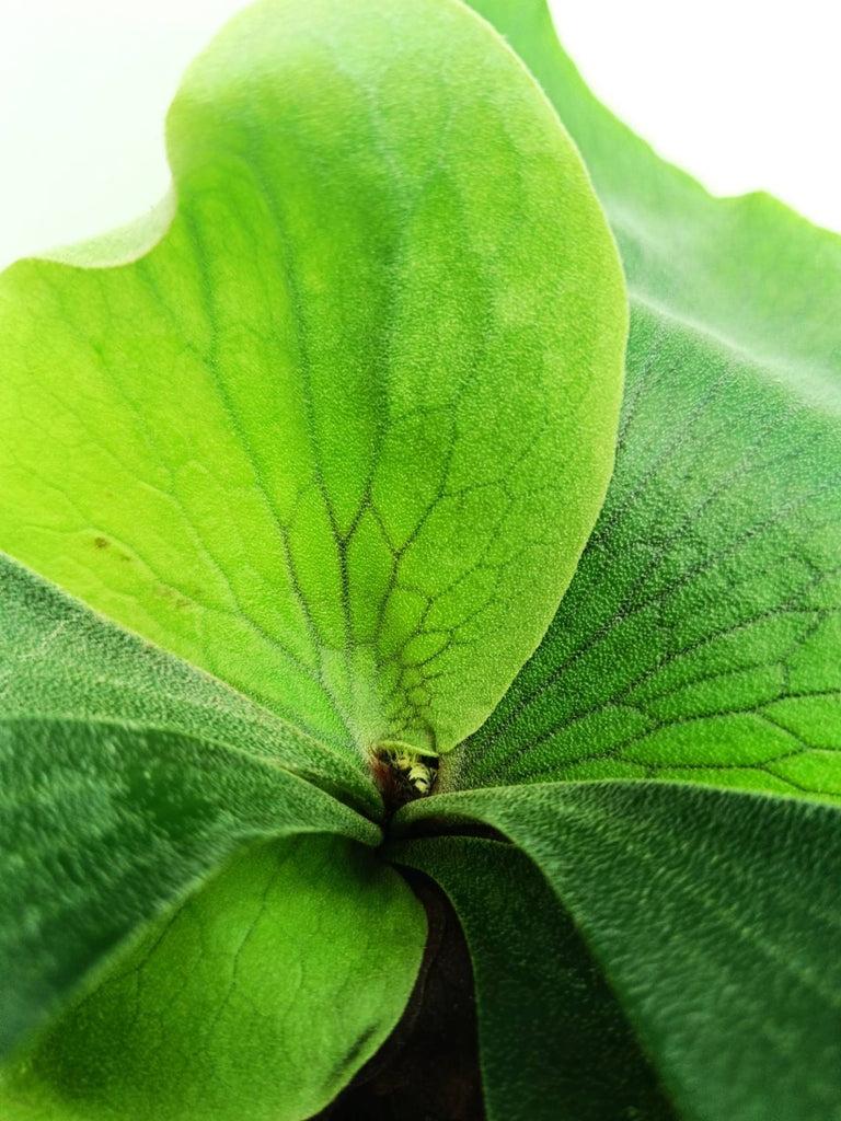 Platycerium elephantotis x alcicorne