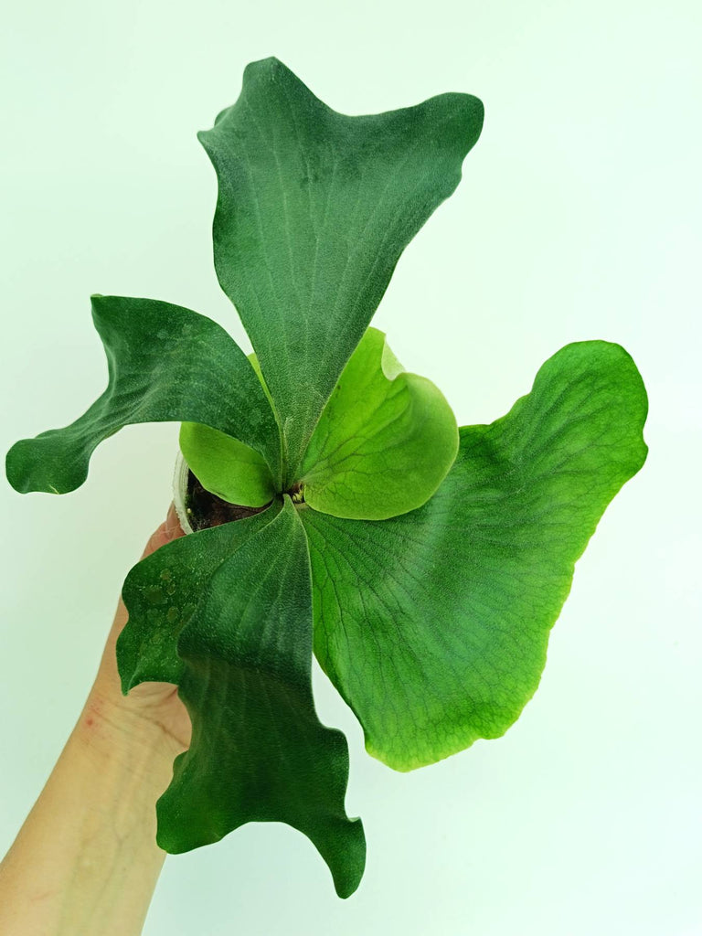 Platycerium elephantotis x alcicorne