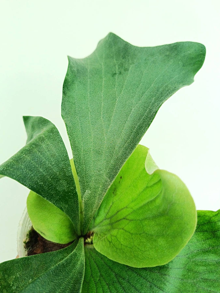 Platycerium elephantotis x alcicorne