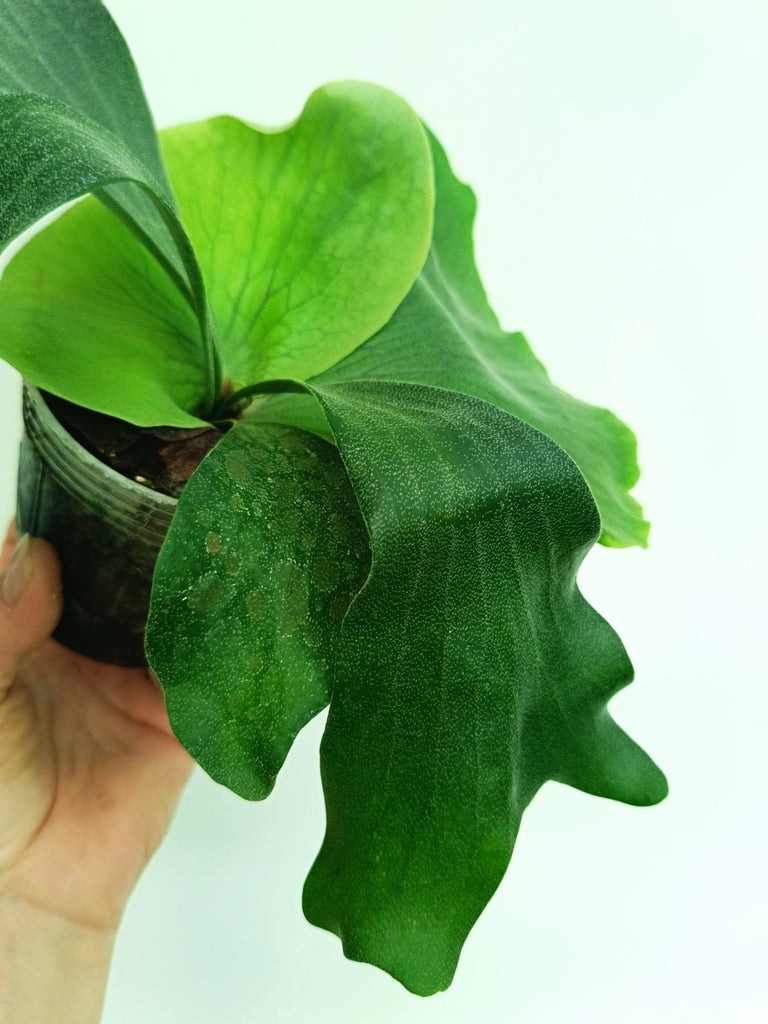 Platycerium elephantotis x alcicorne