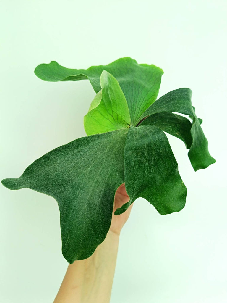 Platycerium elephantotis x alcicorne
