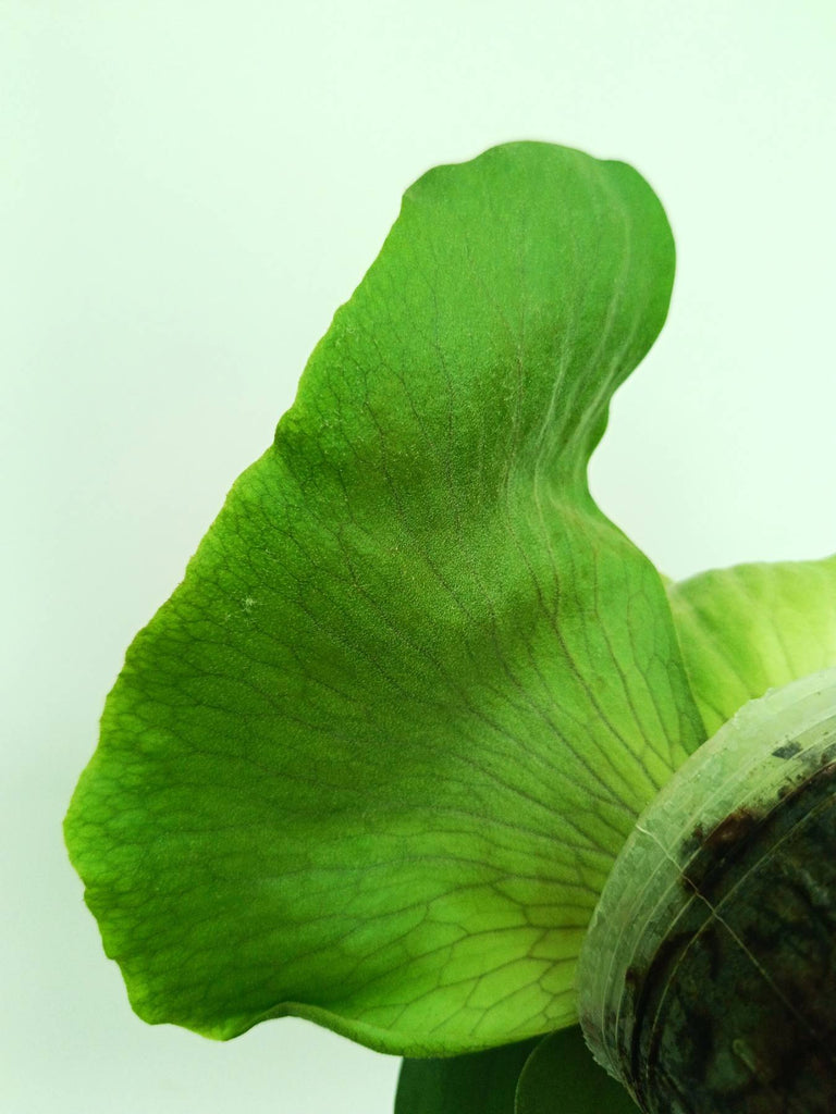 Platycerium elephantotis x alcicorne