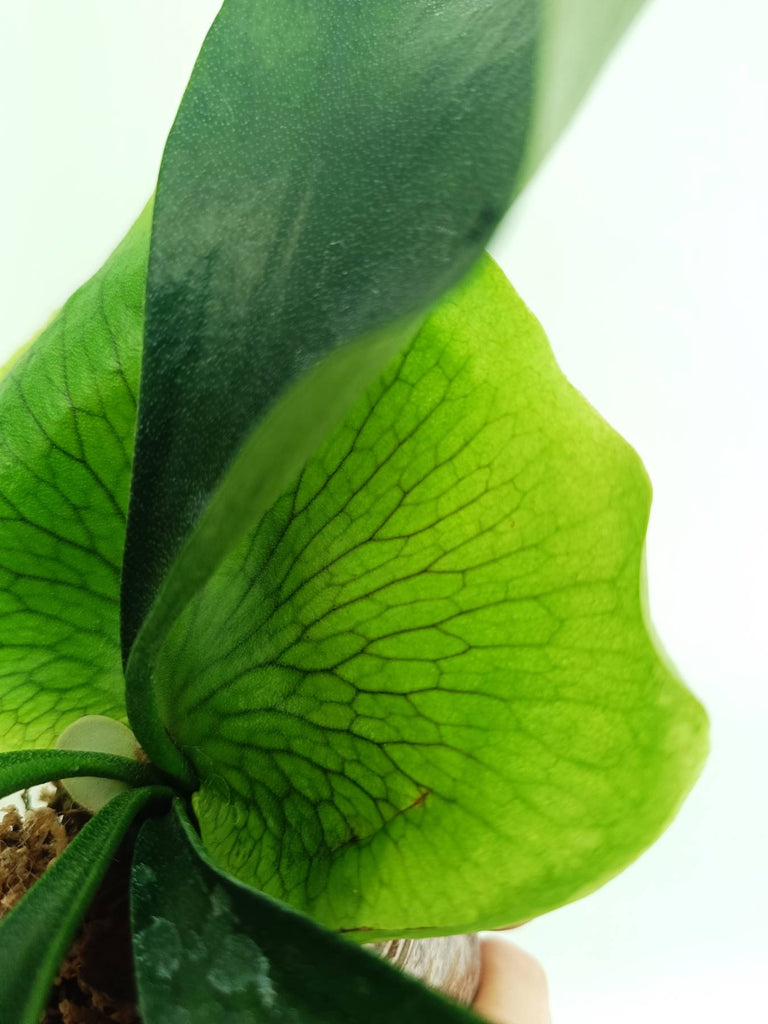 Platycerium ellisii