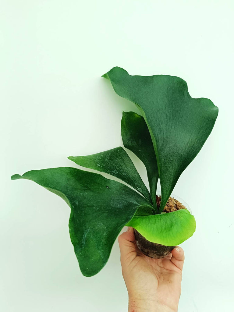 Platycerium ellisii