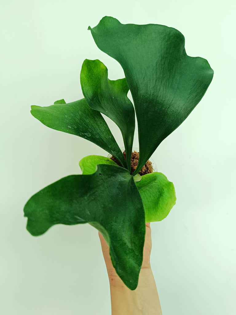 Platycerium ellisii