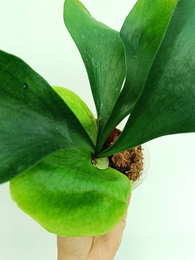 Platycerium ellisii