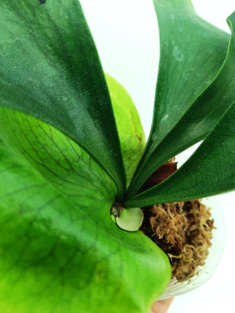 Platycerium ellisii