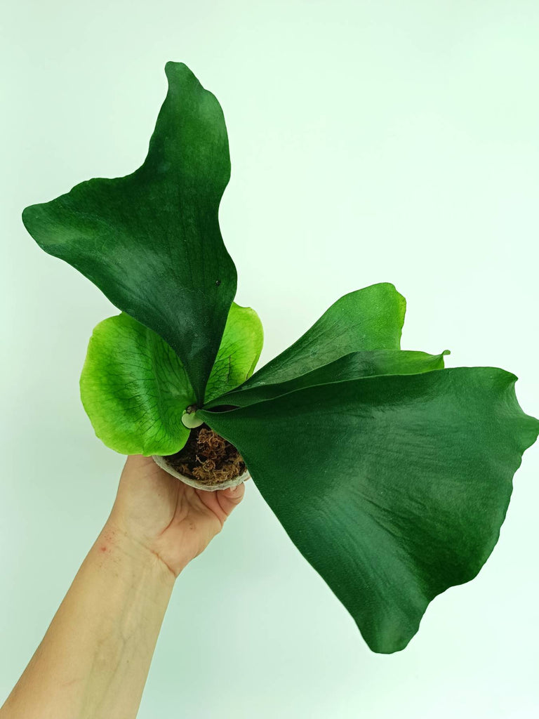 Platycerium ellisii