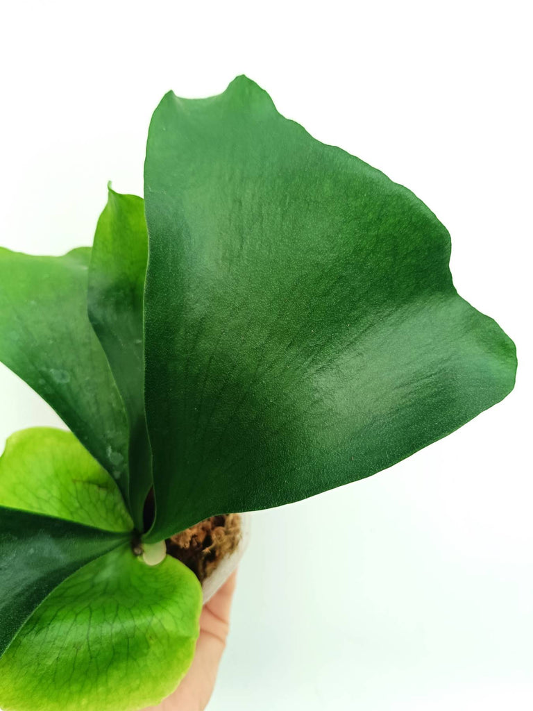 Platycerium ellisii