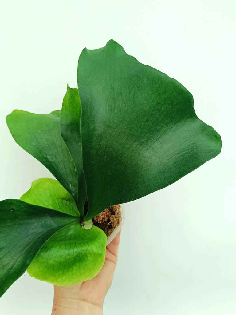 Platycerium ellisii