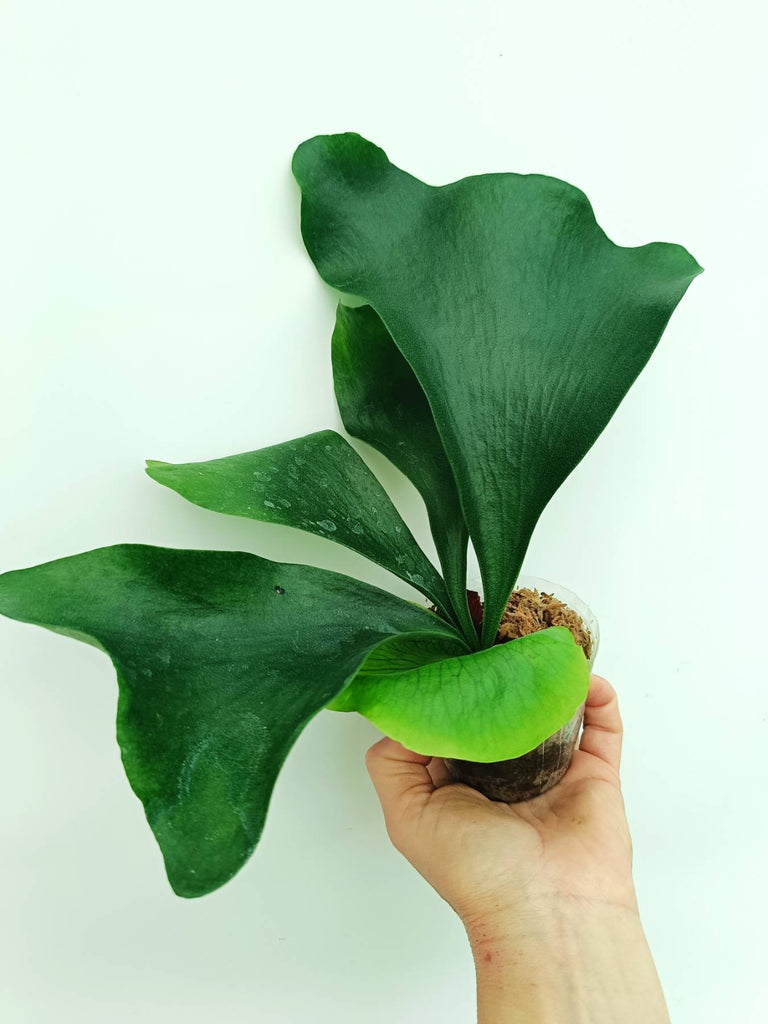 Platycerium ellisii
