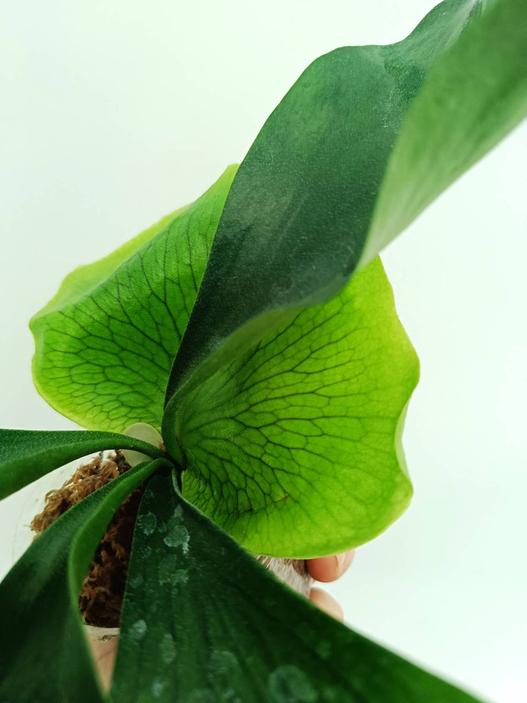 Platycerium ellisii