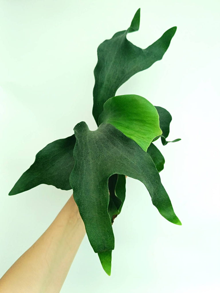 Platycerium hillii 