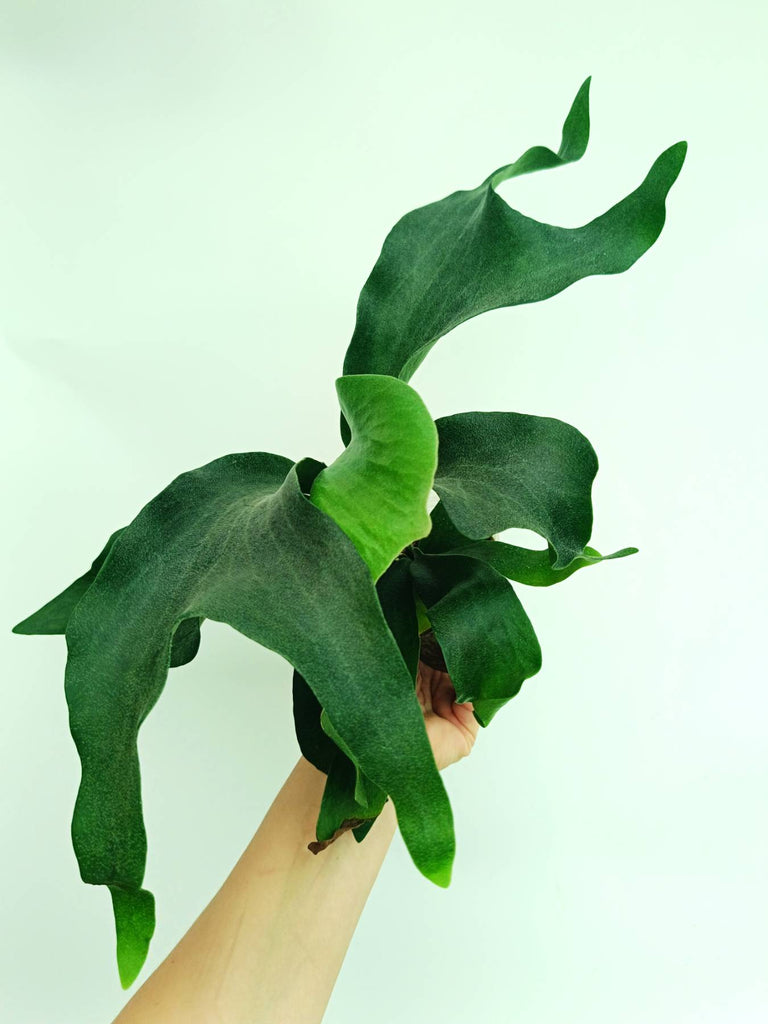 Platycerium hillii 