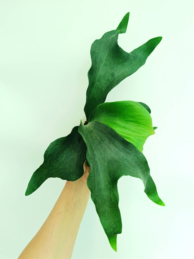 Platycerium hillii 