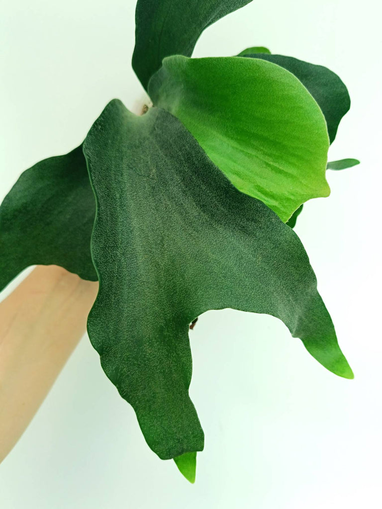 Platycerium hillii 