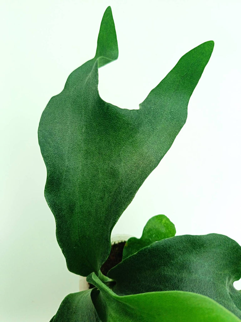 Platycerium hillii 