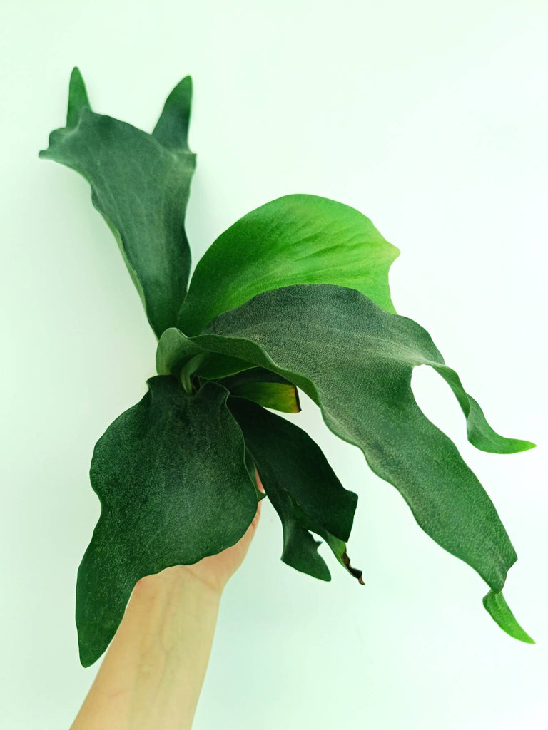Platycerium hillii 