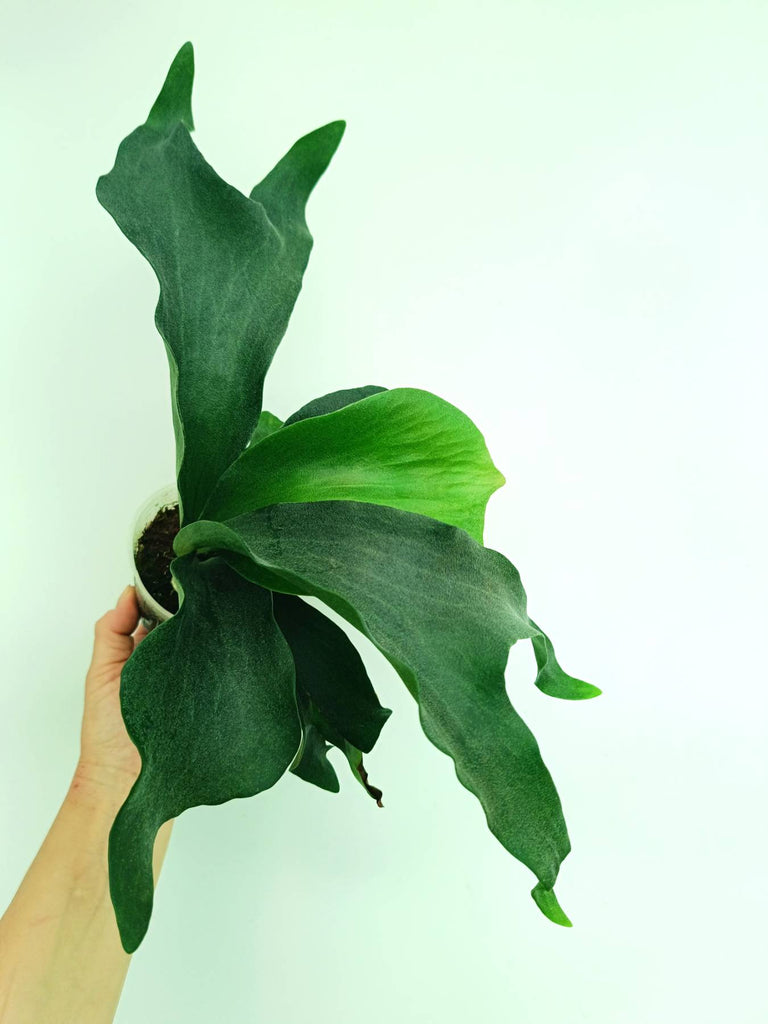 Platycerium hillii 