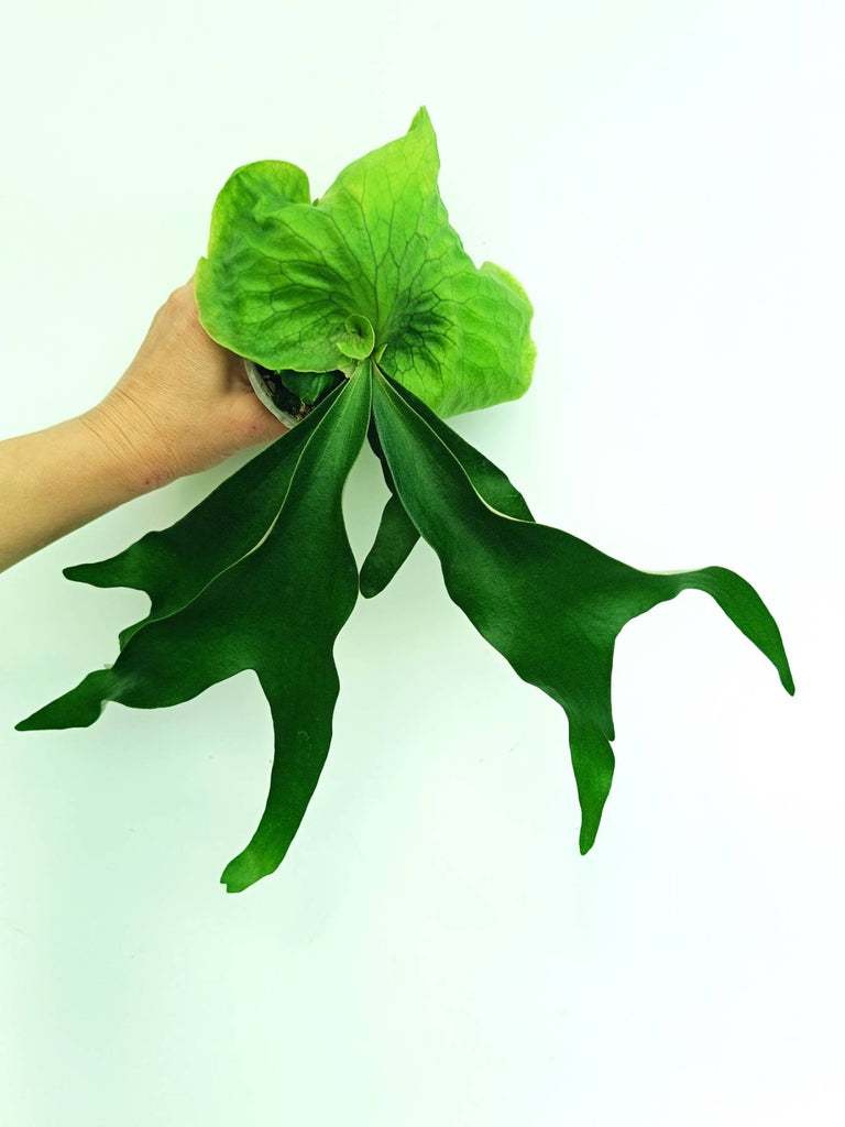 Platycerium Horn's Surprise
