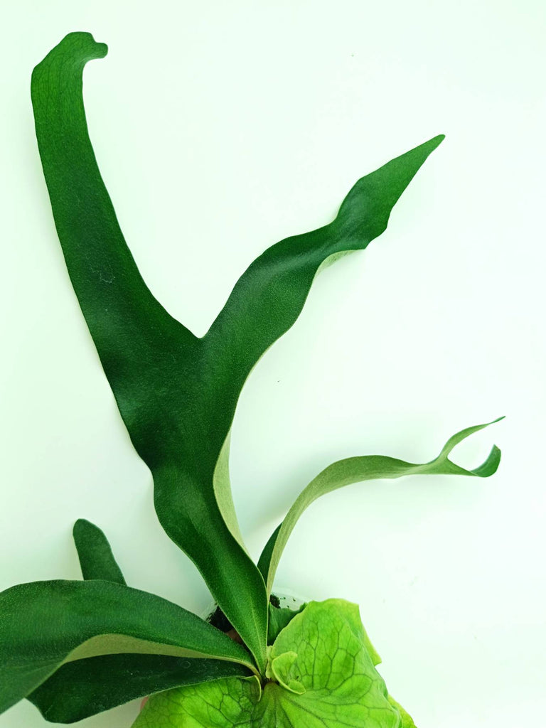 Platycerium Horn's Surprise