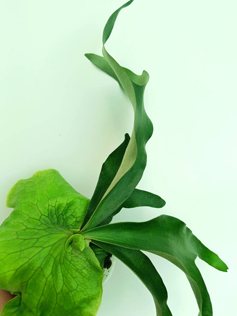 Platycerium Horn's Surprise