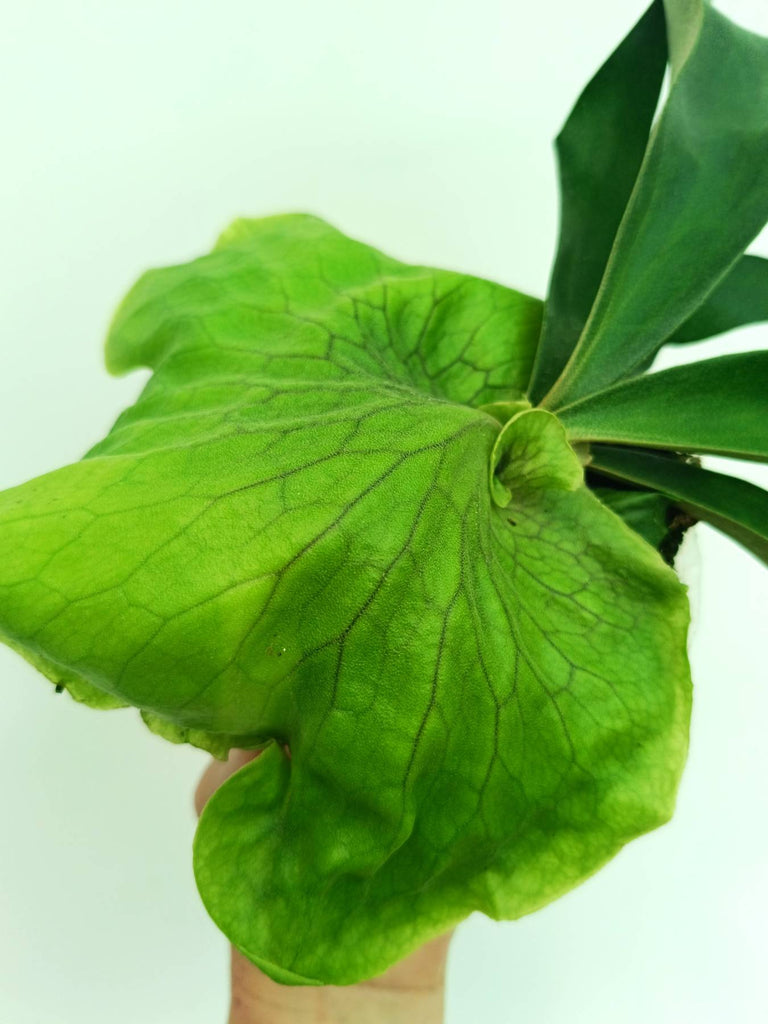 Platycerium Horn's Surprise