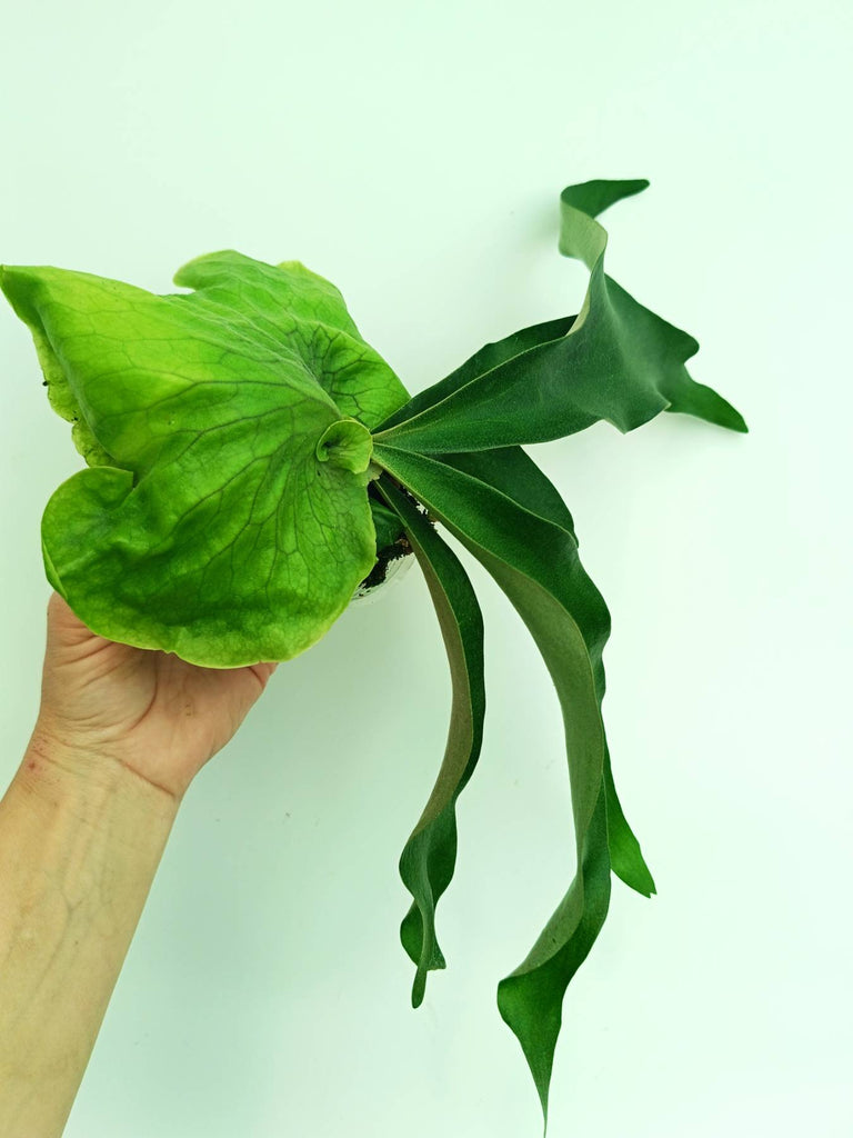Platycerium Horn's Surprise