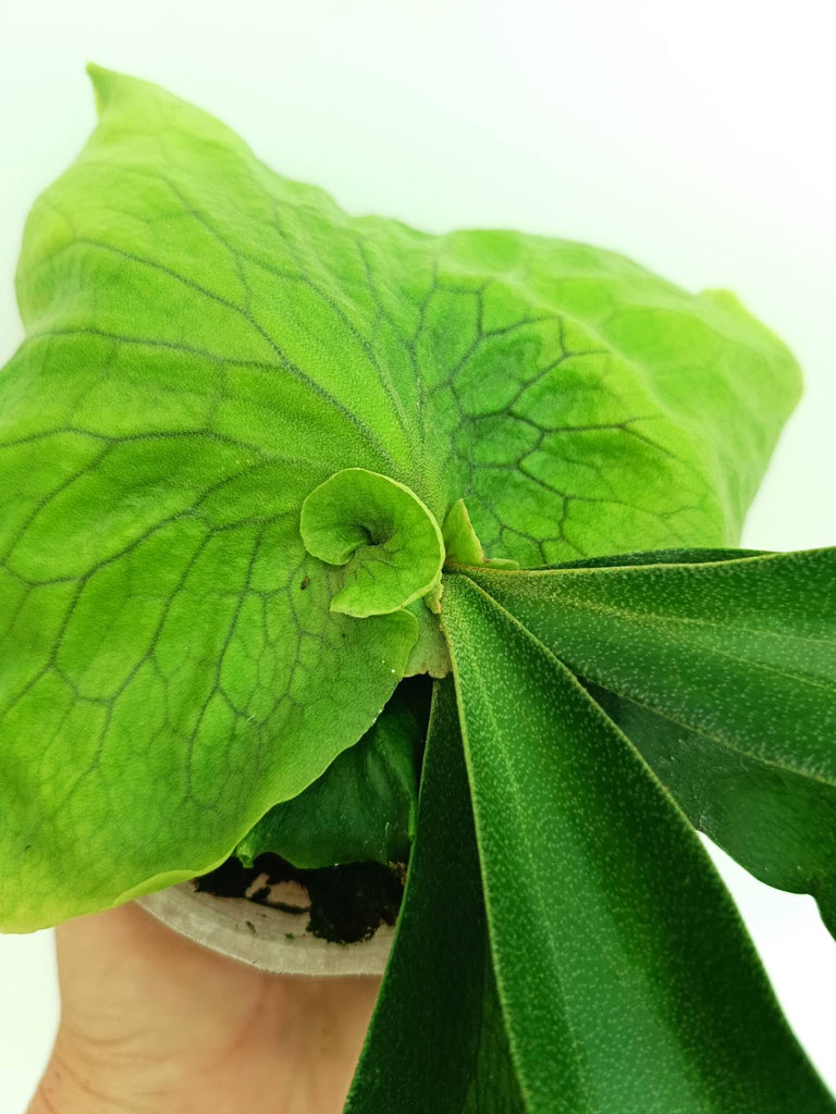 Platycerium Horn's Surprise