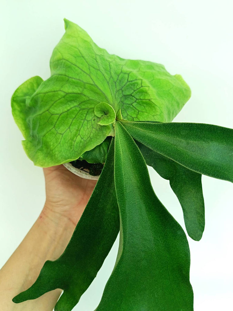 Platycerium Horn's Surprise