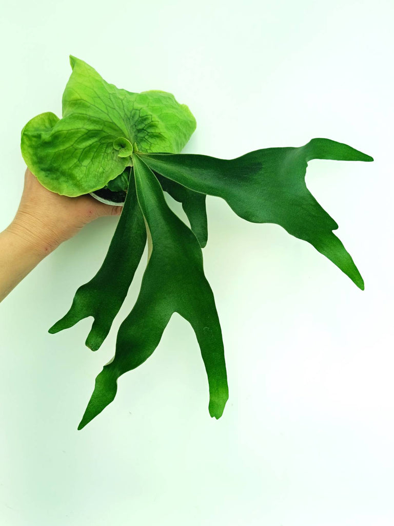 Platycerium Horn's Surprise