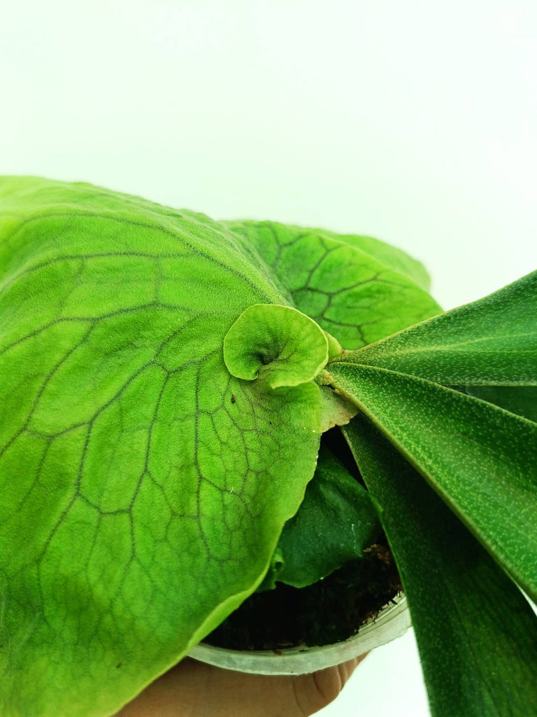 Platycerium Horn's Surprise