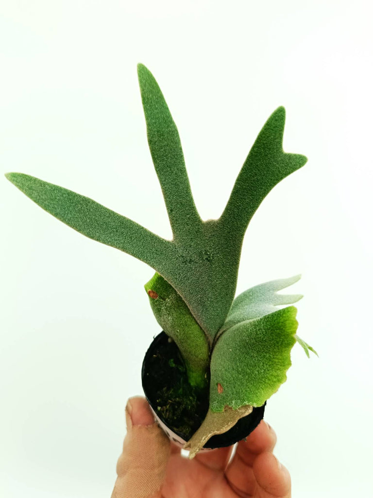 Platycerium jade girl