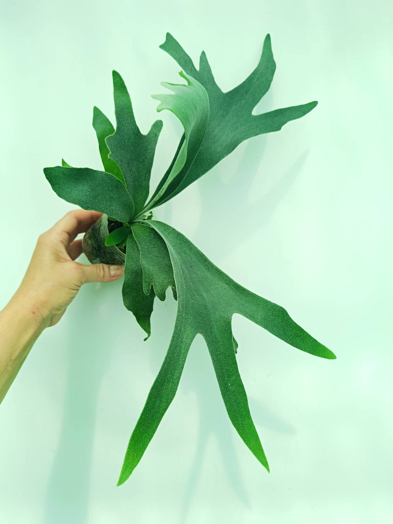 Platycerium pegasus