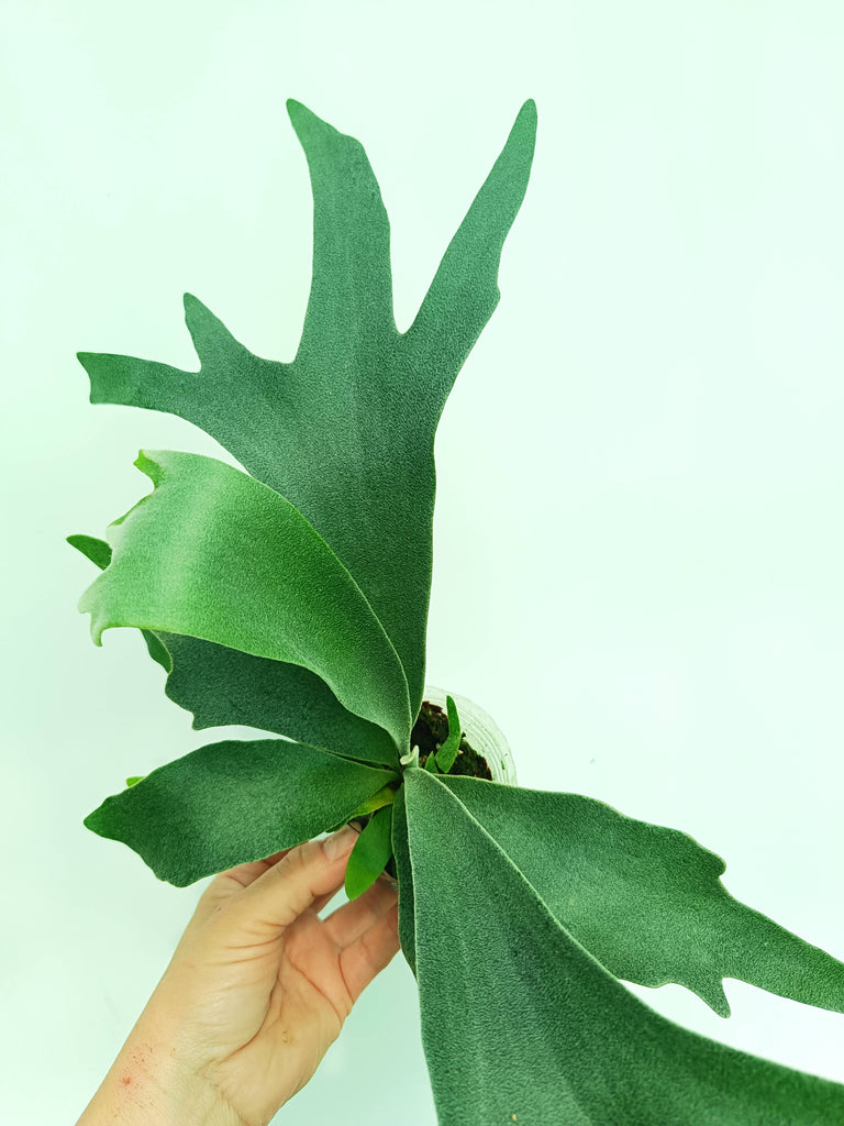 Platycerium pegasus