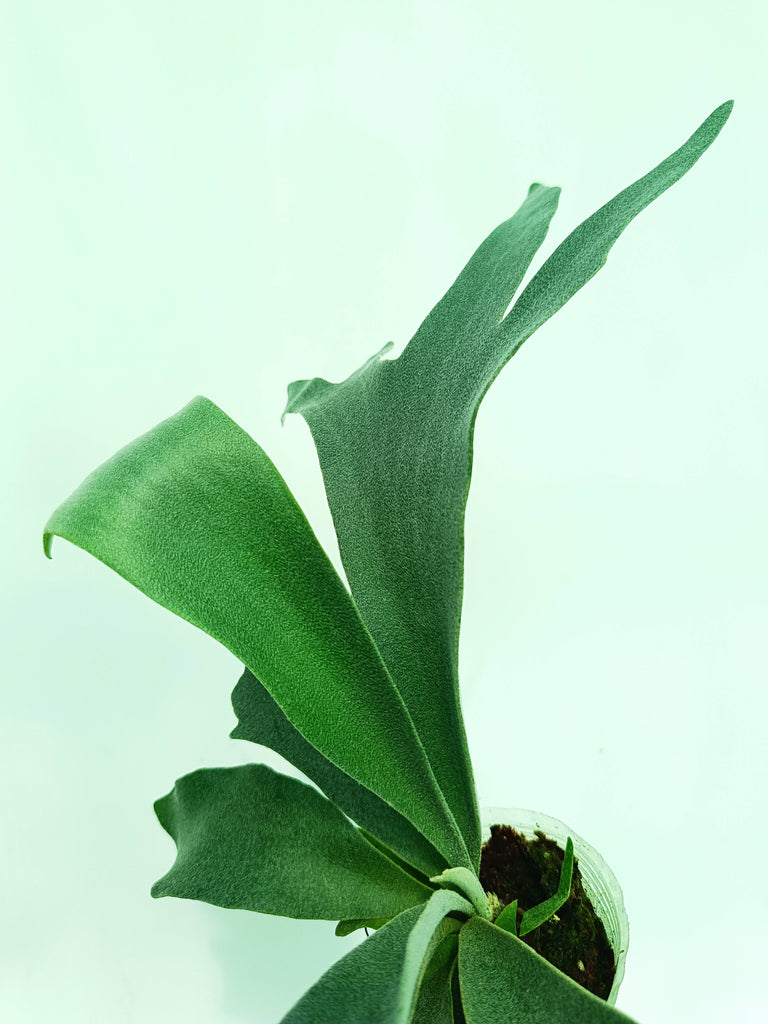 Platycerium pegasus
